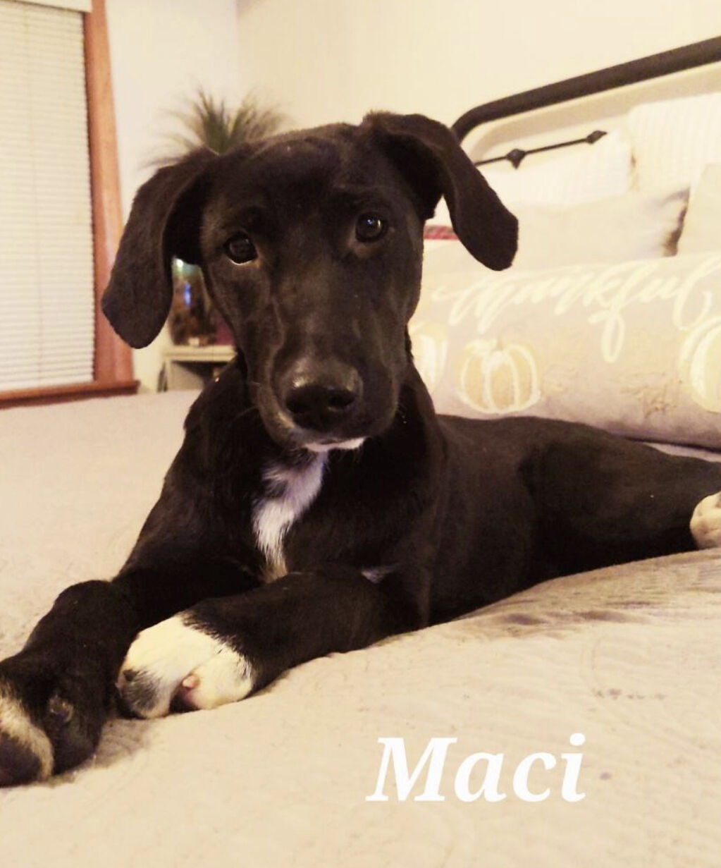 Maci